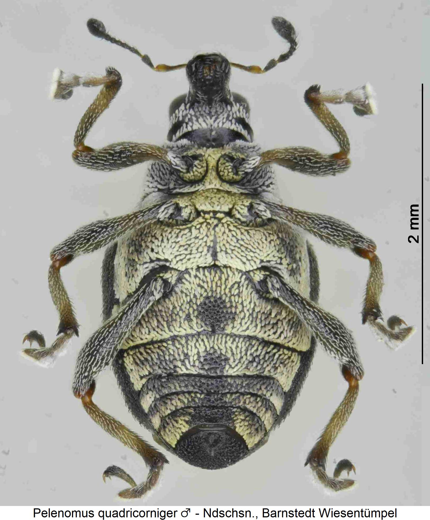 pelenomus_quadricorniger_m_us.jpg