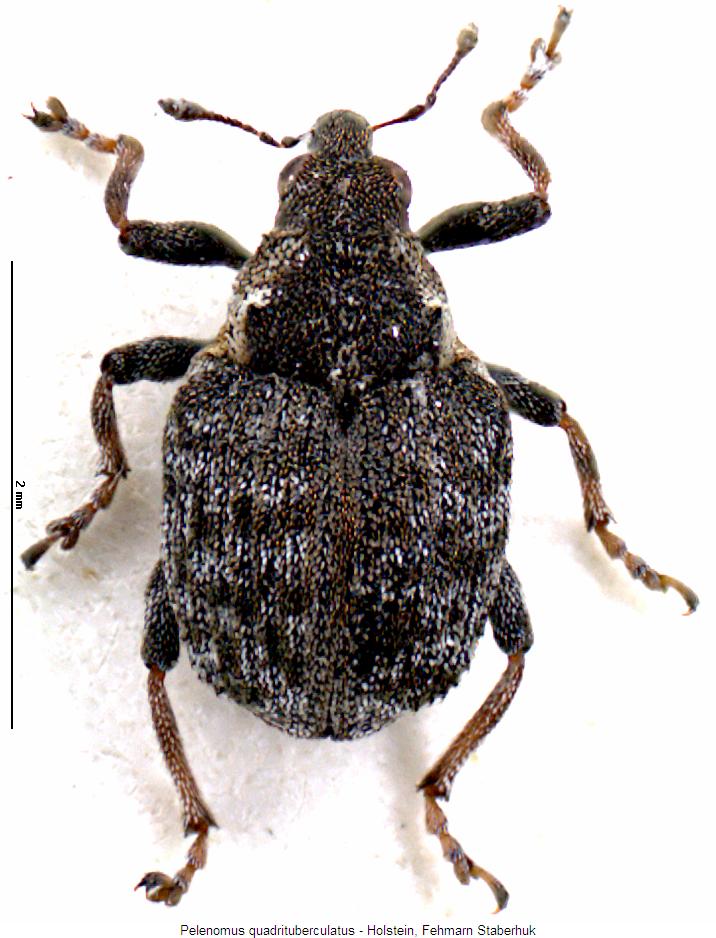 pelenomus_quadrituberculatus_hab.jpg
