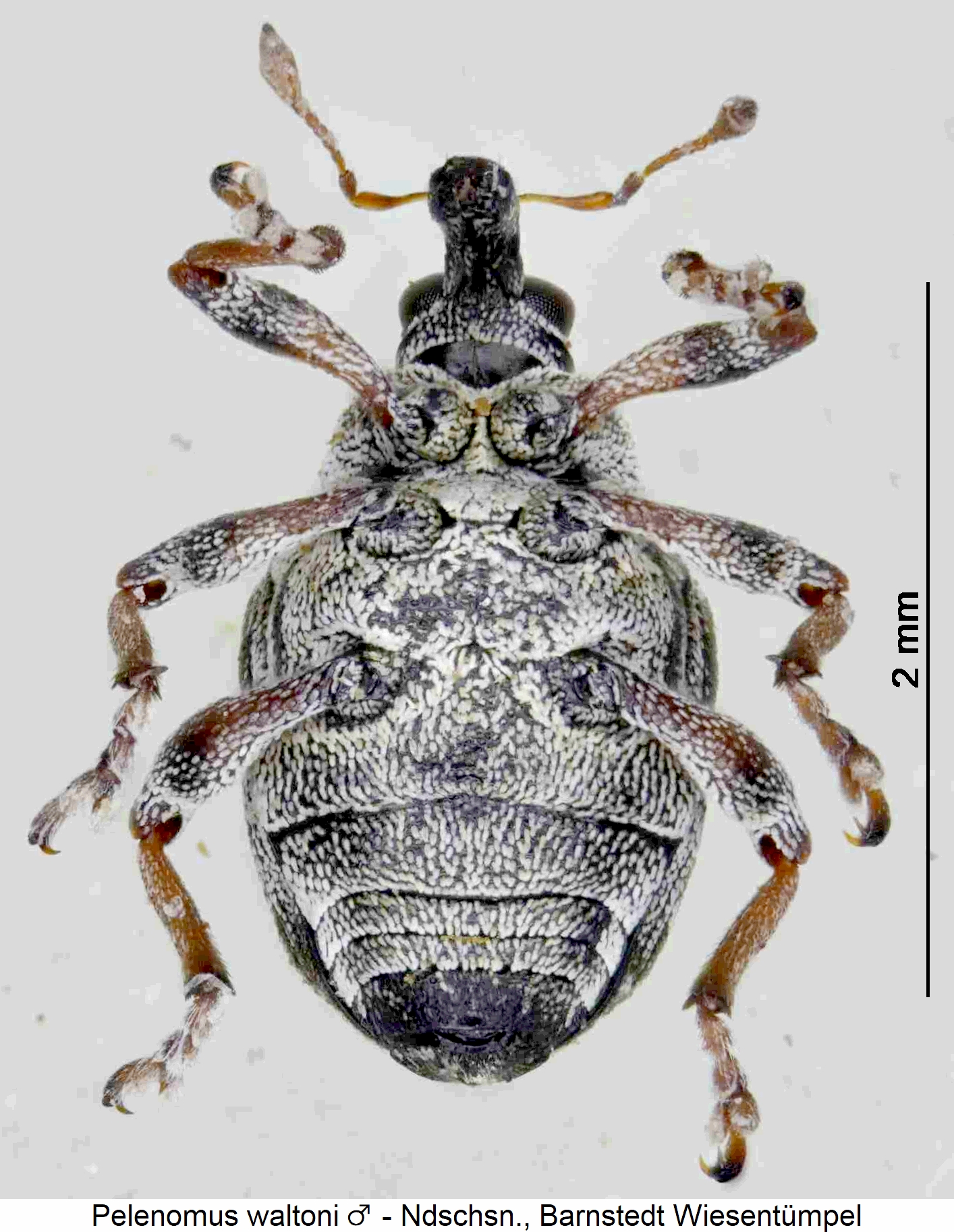 pelenomus_waltoni_m_us.jpg