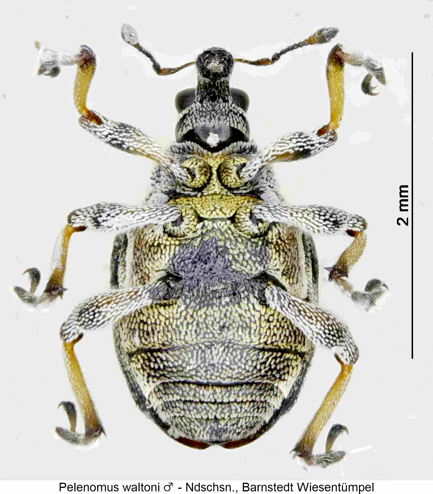 pelenomus_waltoni_us.jpg