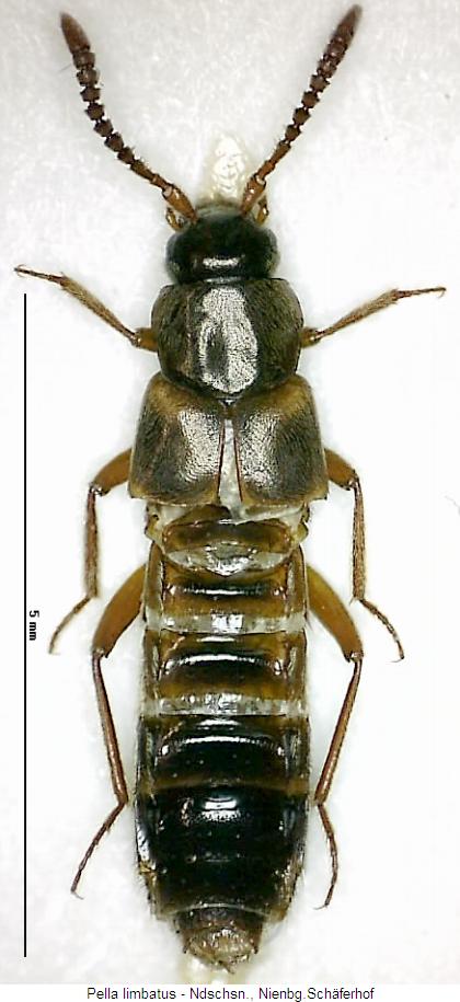 pella_limbatus_hab.jpg