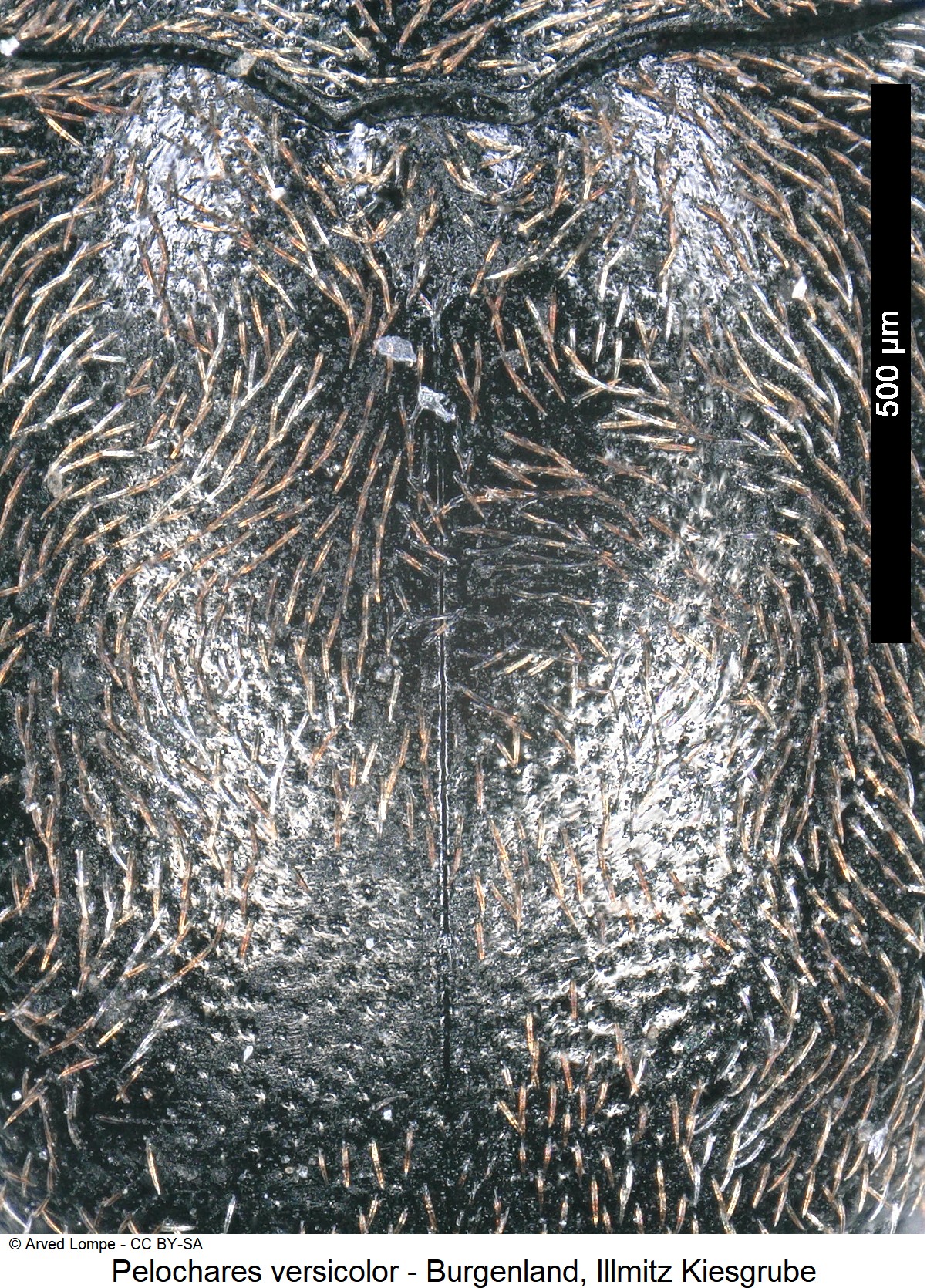 pelochares_versicolor_ck7711_int.jpg