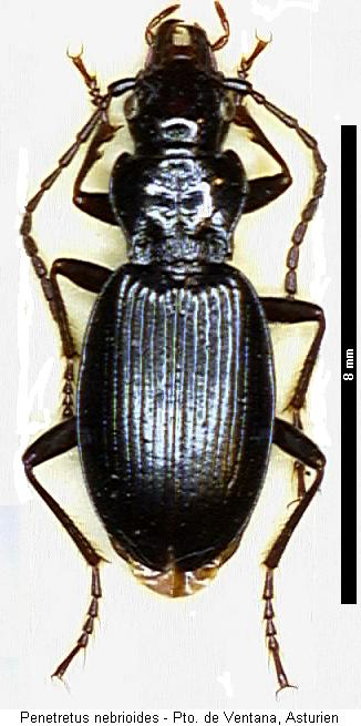 penetretus_nebrioides_hab.jpg