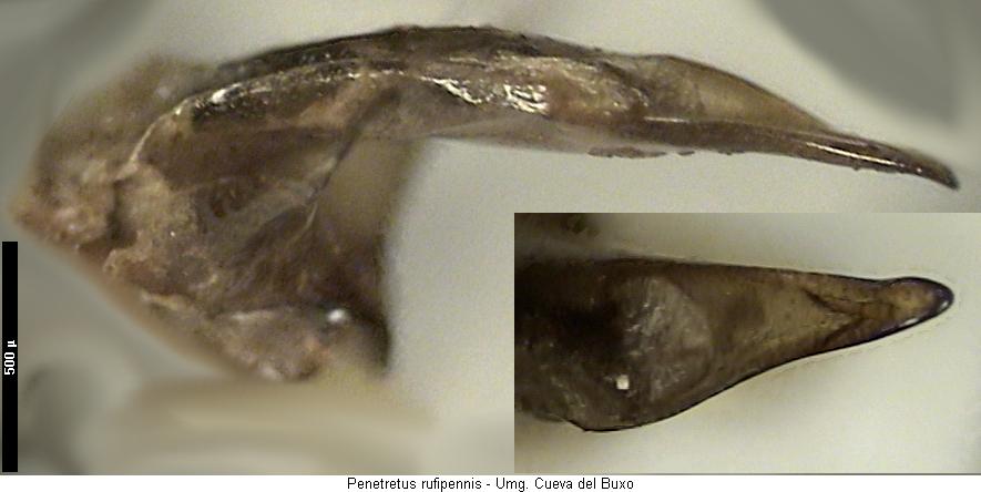 penetretus_rufipennis.jpg