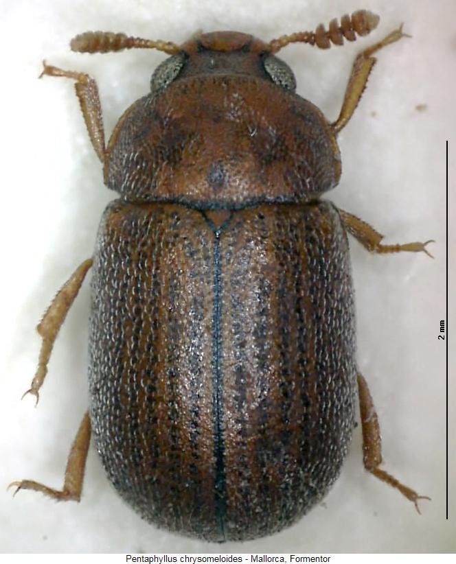 pentaphyllus_chrysomeloides_hab.jpg