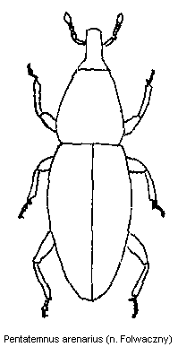 pentatemnus_arenarius_hab.gif