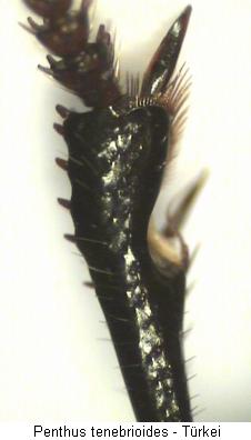 penthus_tenebrioides_vschn.jpg