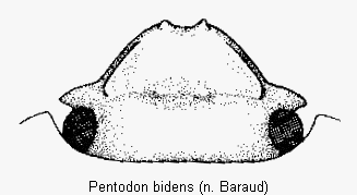 pentodon_bidens_k.gif