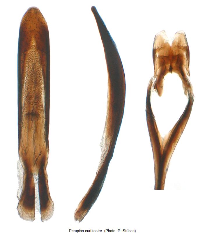 perapion_curtirostre.jpg