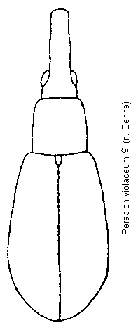 perapion_violaceum_hab.gif