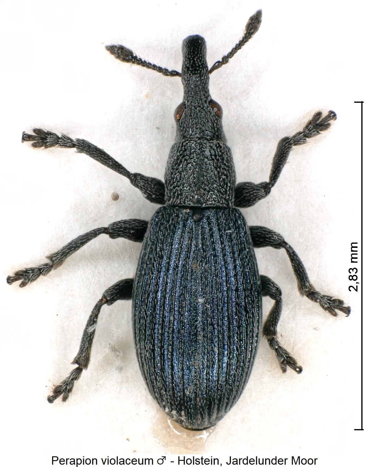 perapion_violaceum_m_hab.jpg