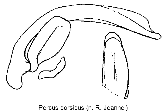 percus_corsicus.gif