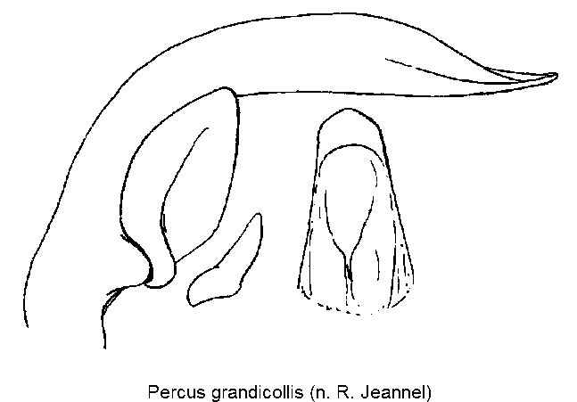 percus_grandicollis.gif