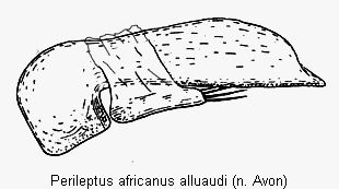 perileptus_alluaudi.gif