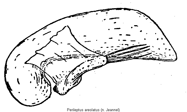 perileptus_areolatus.gif