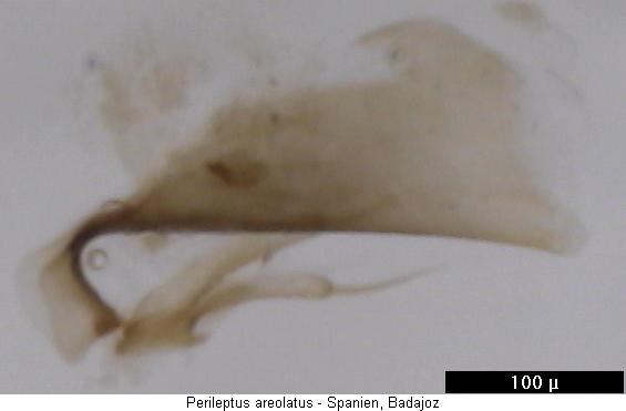 perileptus_areolatus_badajoz.jpg