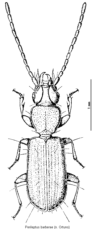 perileptus_barberae_hab.gif
