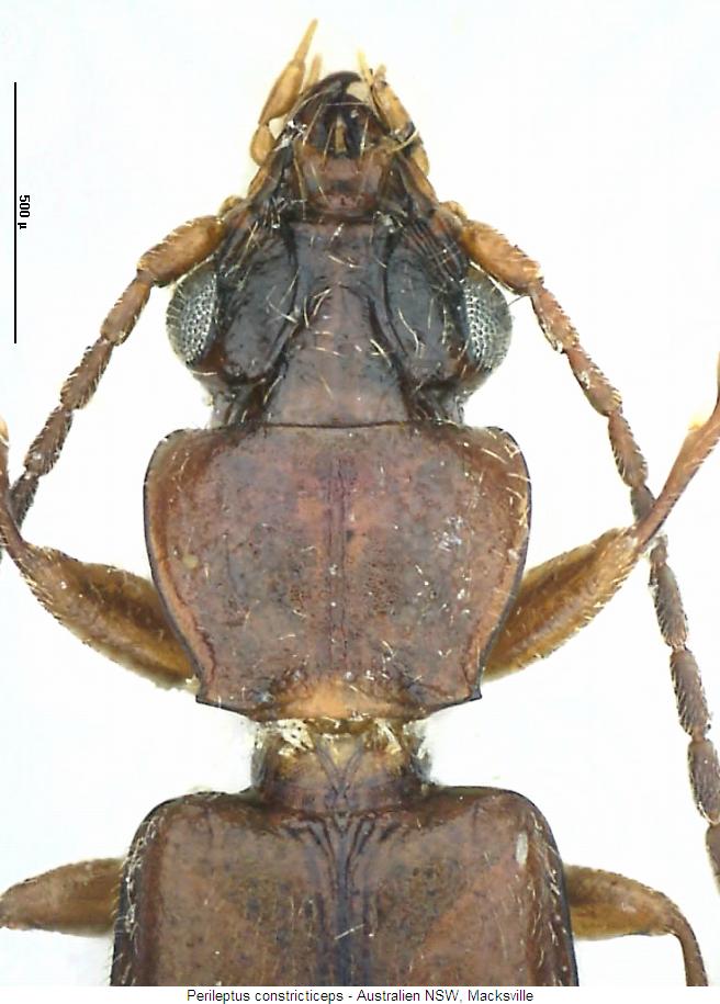 perileptus_constricticeps_vk.jpg
