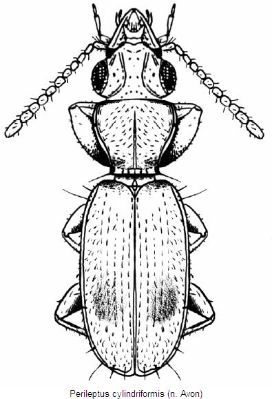 perileptus_cylindriformis_hab.jpg