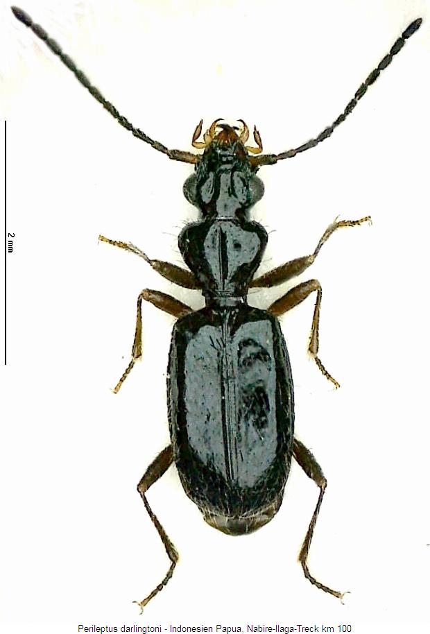 perileptus_darlingtoni_hab.jpg