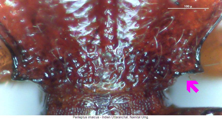 perileptus_imaicus_hschbasis.jpg