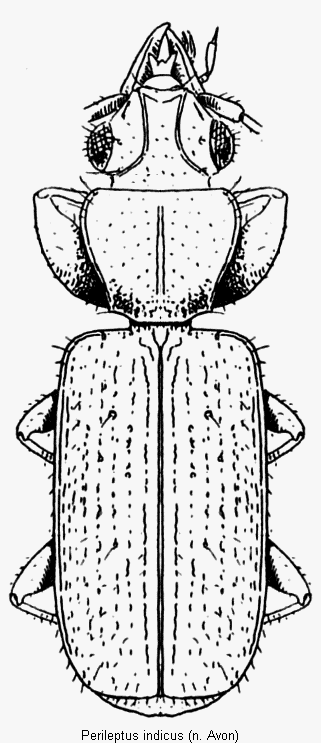 perileptus_indicus_hab.gif