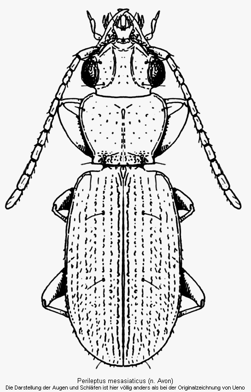 perileptus_mesasiaticus_hab.gif