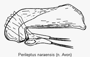 perileptus_naraensis.gif