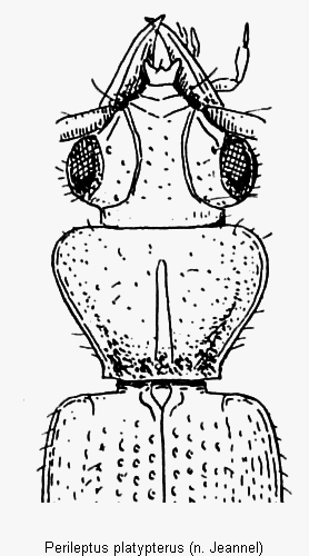 perileptus_platypterus_vk.gif