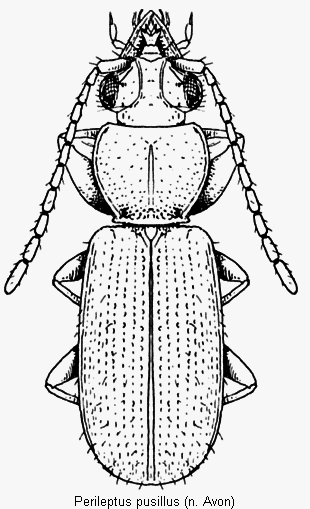 perileptus_pusillus_hab.gif
