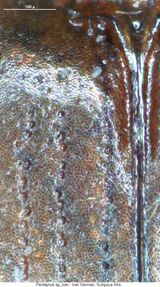 perileptus_sp_iran_ms.jpg