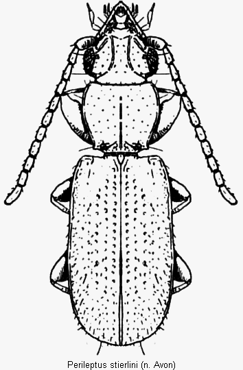 perileptus_stierlini_hab.gif