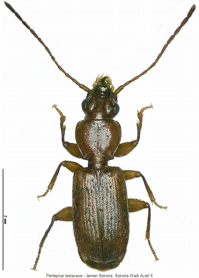 perileptus_testaceus_hab.jpg