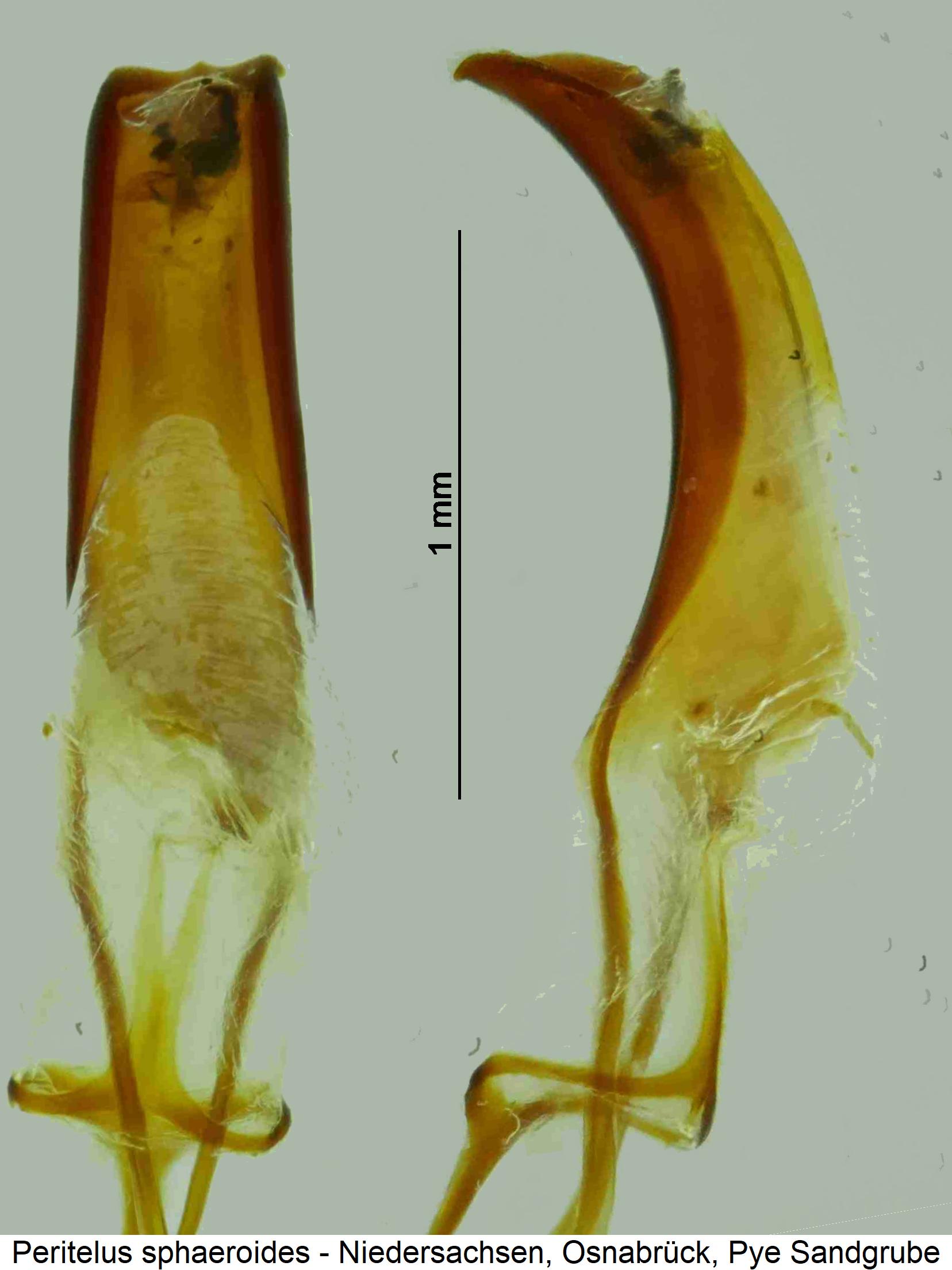 peritelus_sphaeroides.jpg