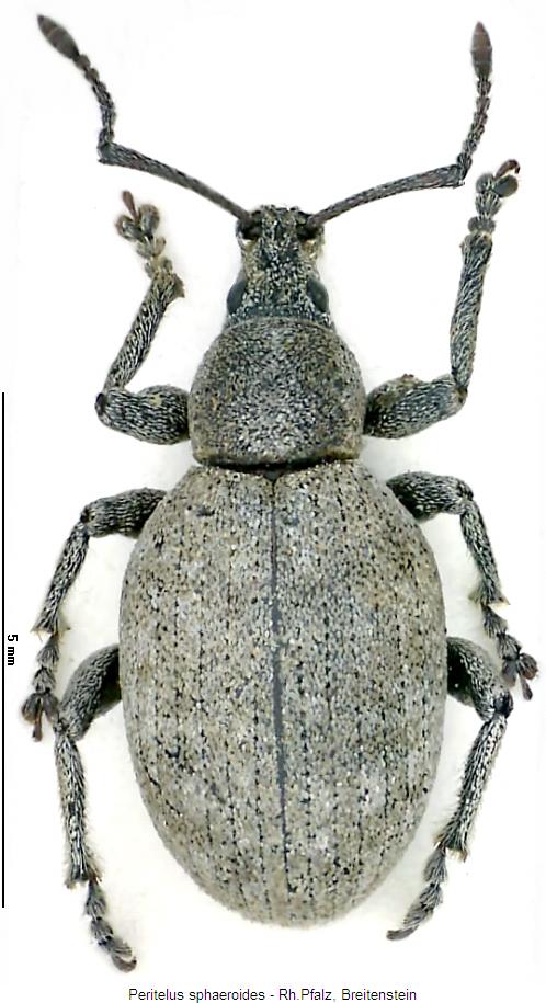 peritelus_sphaeroides_hab.jpg