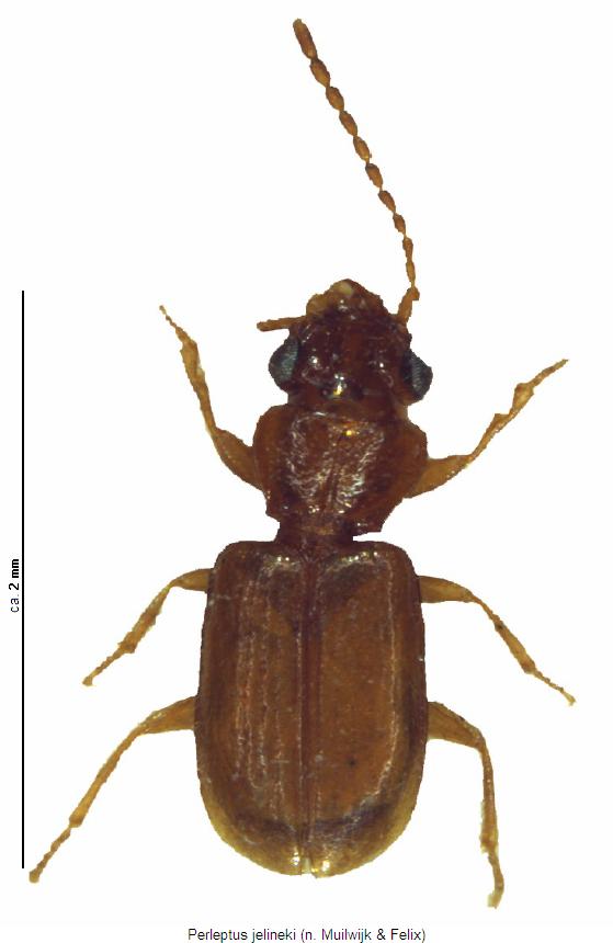 perleptus_jelineki_hab.jpg