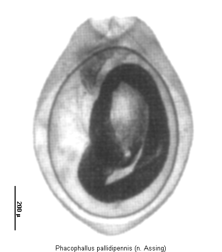 phacophallus_pallidipennis.gif