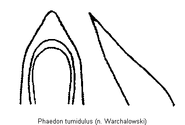 phaedon_tumidulus.gif