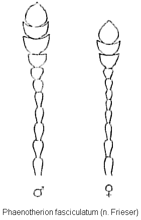 phaenotherion_fasciculatum_f.gif