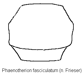 phaenotherion_fasciculatum_hsch.gif