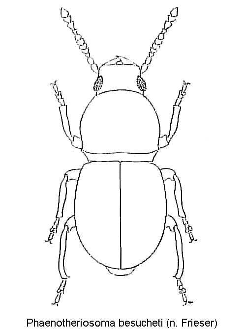 phaenotheriosoma_besucheti_hab.gif