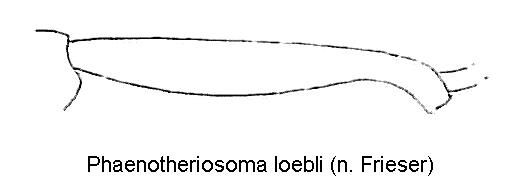 phaenotheriosoma_loebli_hschn.gif