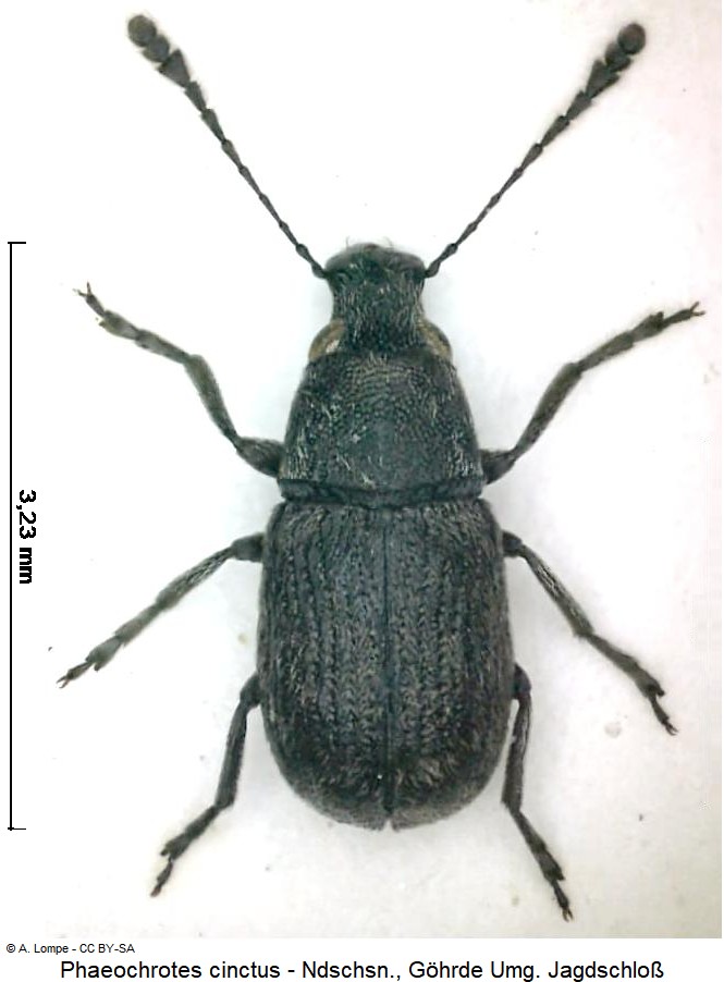 phaeochrotes_cinctus_hab.jpg