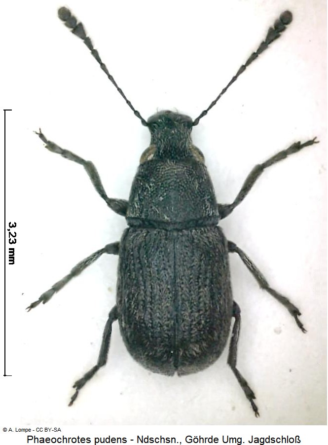 phaeochrotes_pudens_hab.jpg