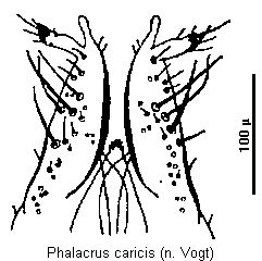phalacrus_caricis_ov.gif