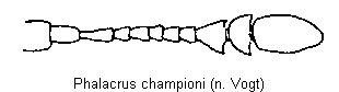phalacrus_championi_f.gif