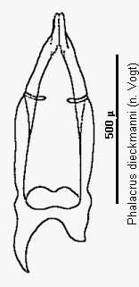 phalacrus_dieckmanni.gif