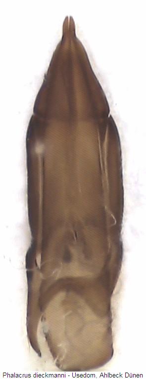 phalacrus_dieckmanni.jpg