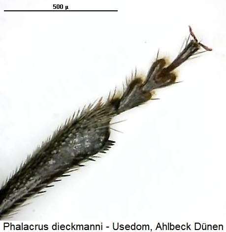phalacrus_dieckmanni_vschn.jpg