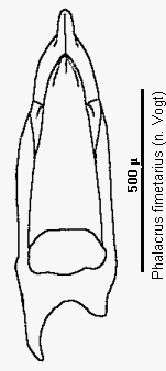 phalacrus_fimetarius.gif